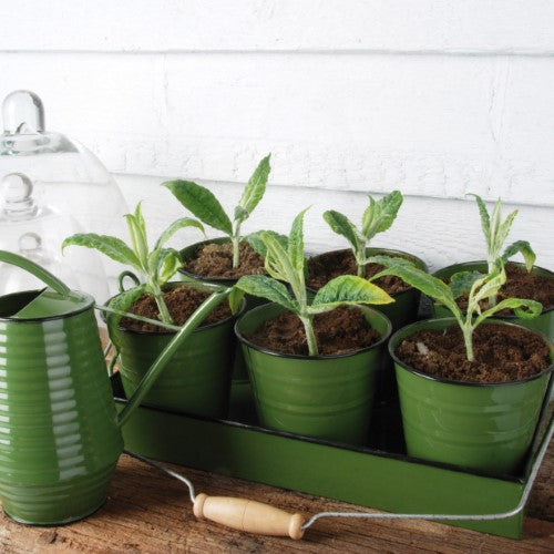 Watering Can - Indoor (Assorted)