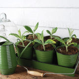 Watering Can - Indoor (Assorted)