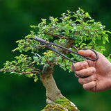 Bonsai Shears Slim - 7 x 21cm (Set of 2)