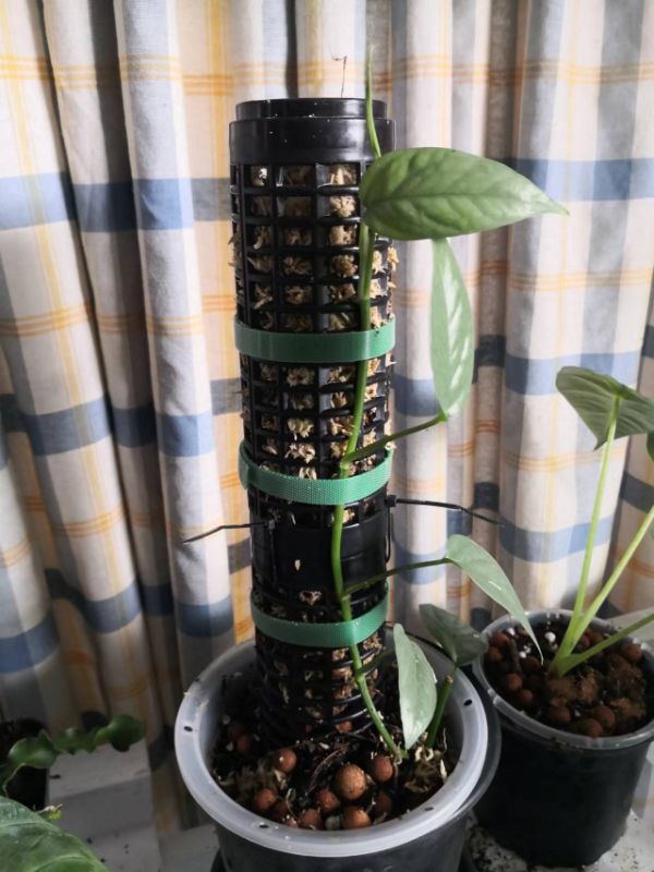 Gardening - 170mm x 60mm White Moss Tube  Black
