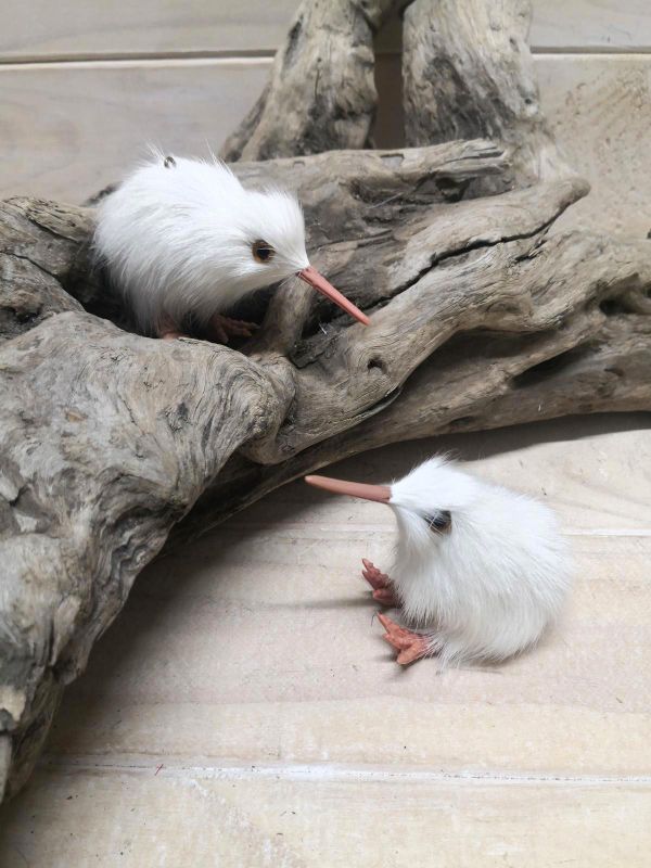 Zoo - Kiwi  White