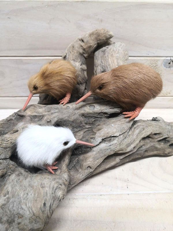Zoo - Kiwi  White