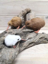 Zoo - Kiwi  White