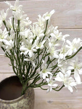 Star Flower - Star Flower Bundle