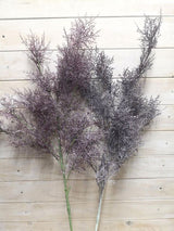 Grass - Rime Grass Spray  Purple