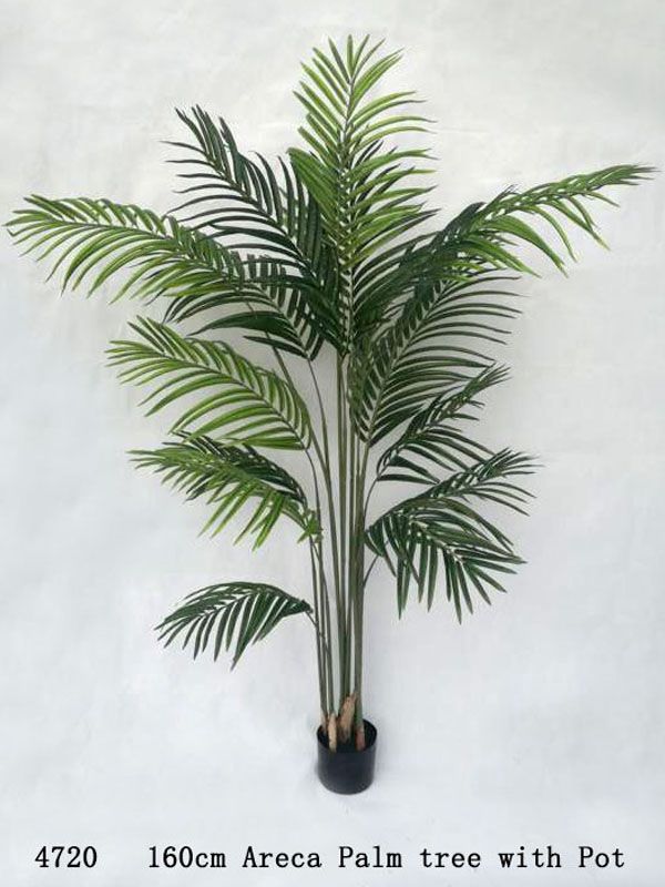 160cmAreca Palm Tree with Pot  White