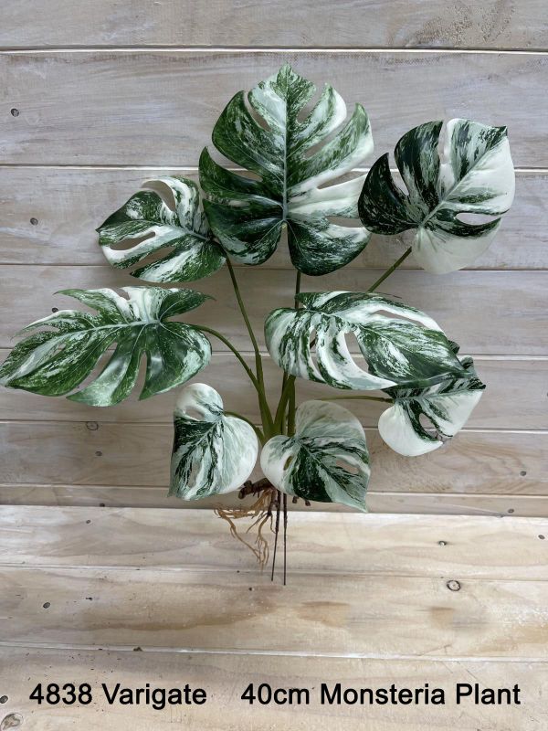 Plant  - Monsteria Plant  Burgundy