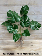 Plant  - Monsteria Plant  Burgundy