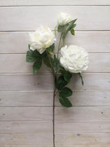 Peony - White Peony Spray with 2 Flrs & Bud