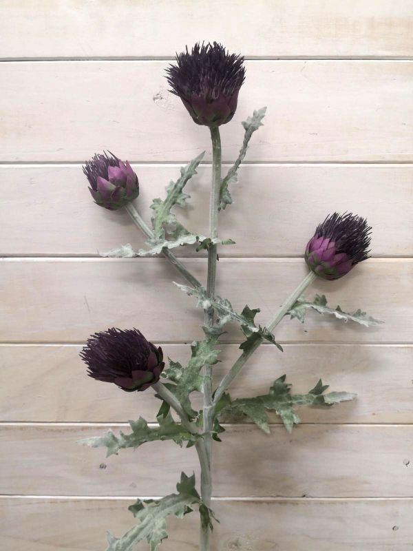 Thistle - Purple Irish Thistle