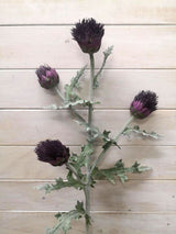 Thistle - Purple Irish Thistle