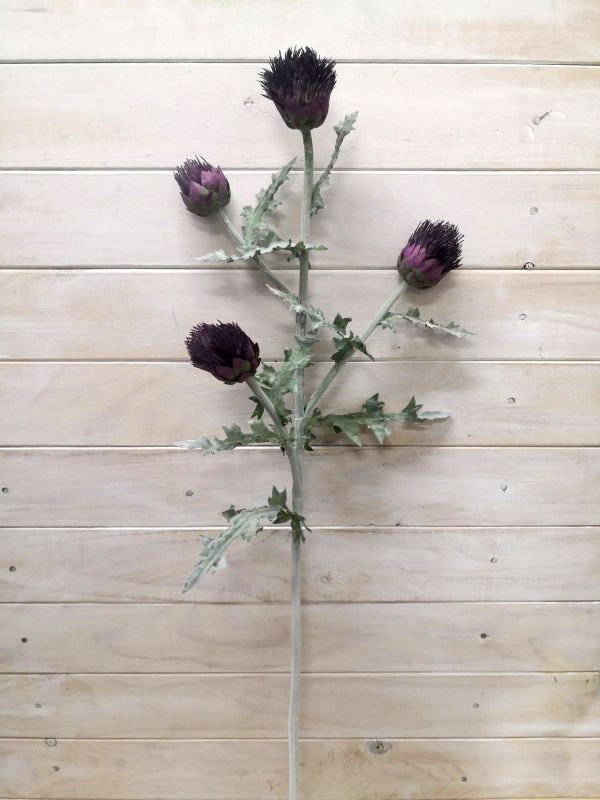 Thistle - Purple Irish Thistle