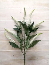 Lysimachia  - Lysimachia Spray ( Hebe)