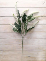Lysimachia  - Lysimachia Spray ( Hebe)