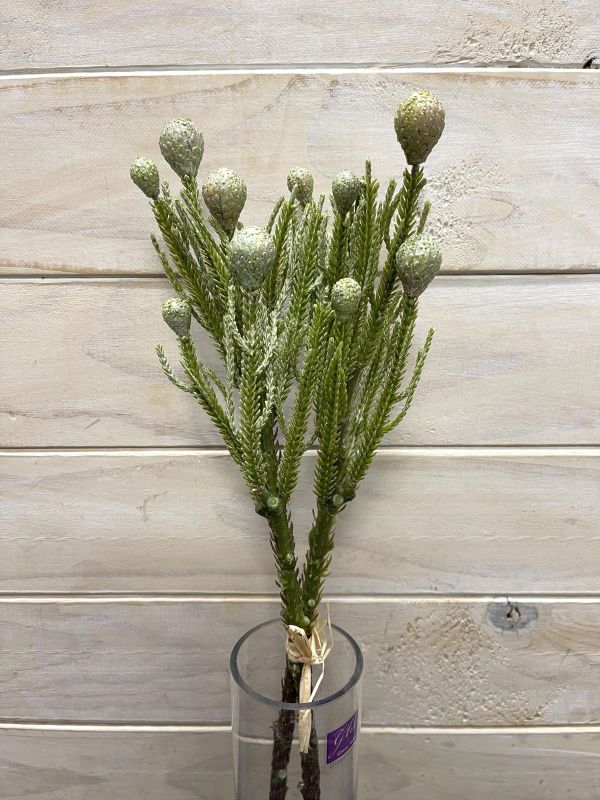 Berry  - Pine Spray with Nut