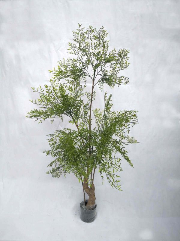 180cmNandina Domestica Tree