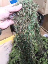 Twig - 125cmBrown Twig Bundle with Moss