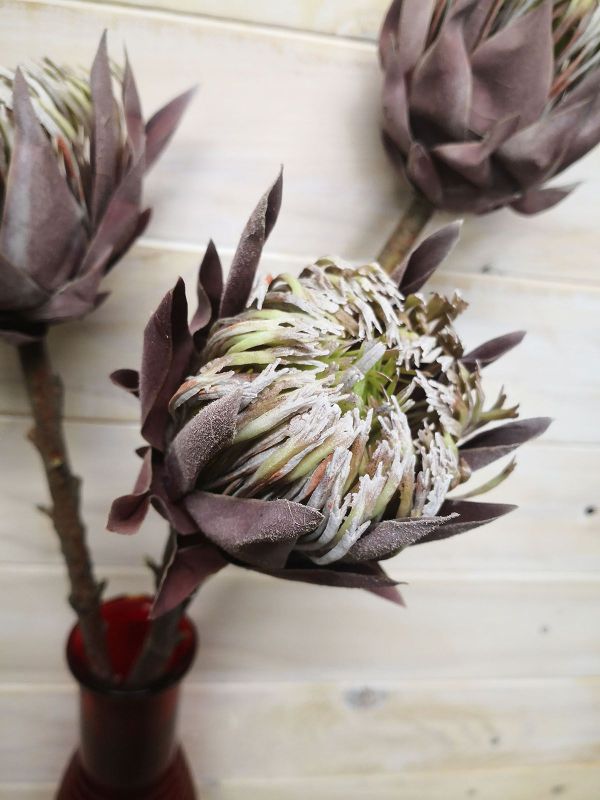 Artificial Queen Protea - Dry Look (Medium)