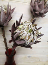 Artificial Queen Protea - Dry Look (Medium)