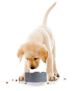 Salter Pet Food / Dog Bowl Electronic Scale SA00690G