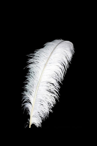 Ostrich Feather (Set of 20)
