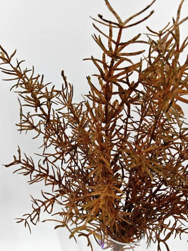 Artificial Asparagus Fern Bush - Autumn - 44cm