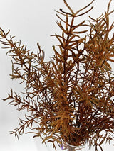 Artificial Asparagus Fern Bush - Autumn - 44cm