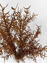 Artificial Asparagus Fern Bush - Autumn - 44cm