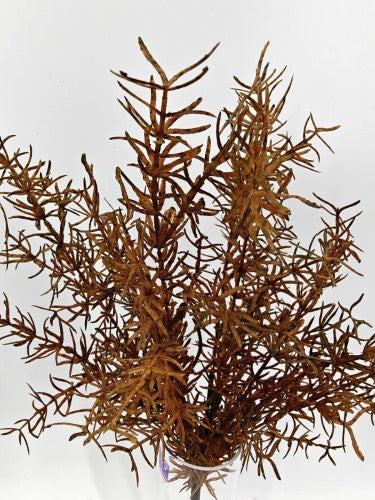 Artificial Asparagus Fern Bush - Autumn - 44cm