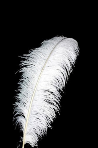 Artificial - Ostrich Feather  - Pack of  20