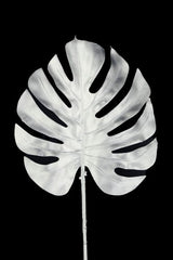 Artificial - Monstera Split Philo Leaf  - Pack of  4