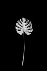 Artificial - Monstera Split Philo Leaf  - Pack of  4