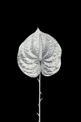 Artificial - Anthurium Flower  - Pack of  4