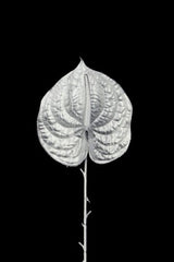 Artificial - Anthurium Flower  - Pack of  4