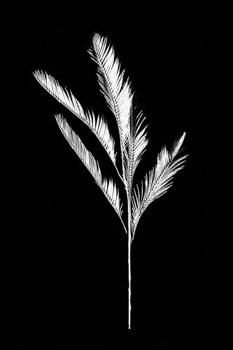 Artificial - Cycad Leaf Spray  - Pack of  4