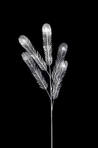Artificial - Peacock Feather Spray  - Pack of  4