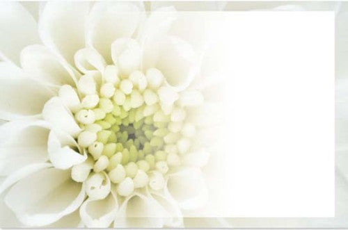 Elegant cream chrysanthemum cards pack of 50, perfect for heartfelt messages and special occasions.