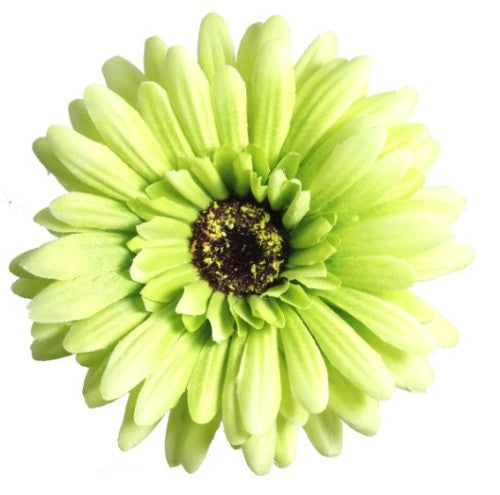 Gerbera - Green