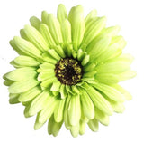 Gerbera - Green