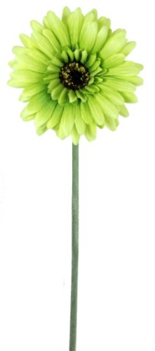 Gerbera - Green