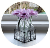 Gerbera - Lavender