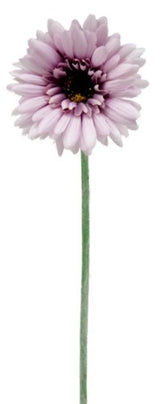 Gerbera - Lavender