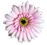 Gerbera - Pink