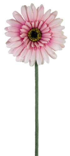 Gerbera - Pink