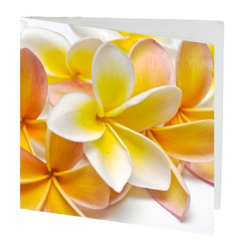 Pack of 10 Frangipani gift cards, 7cm x 7cm, featuring vibrant floral designs for any occasion.