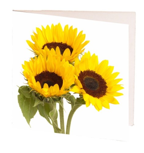 Pack of 10 vibrant sunflower gift cards, perfect for heartfelt messages and special occasions, measuring 7cm x 7cm.