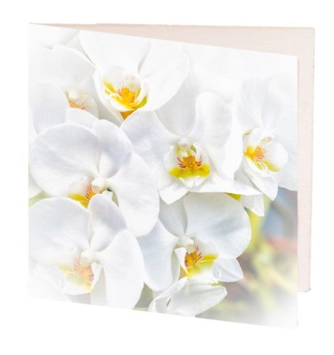 Pack of 10 elegant white orchid gift cards, each 7cm x 7cm, perfect for any occasion and thoughtful gifting.