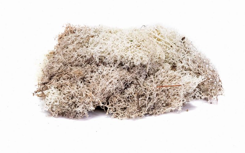 Model Scenery - Lichen Stone Grey