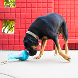 Dog Treat - KONG Rewards Tipsy (Large)