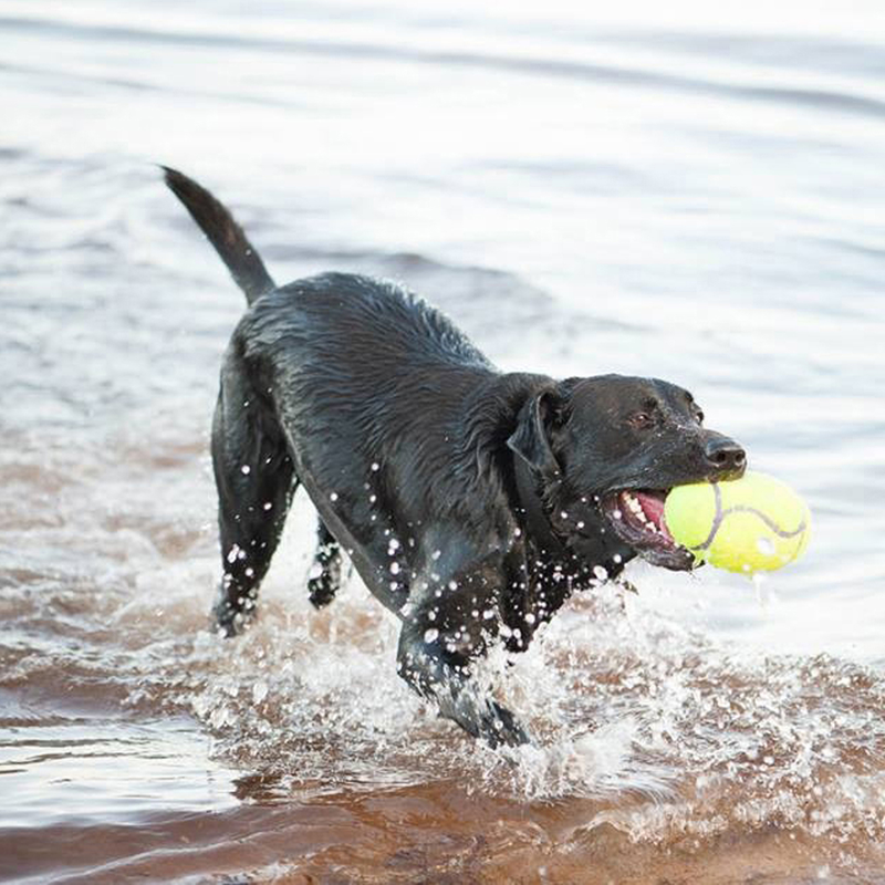 Dog Toy - KONG AirDog Squeaker Football (Medium)